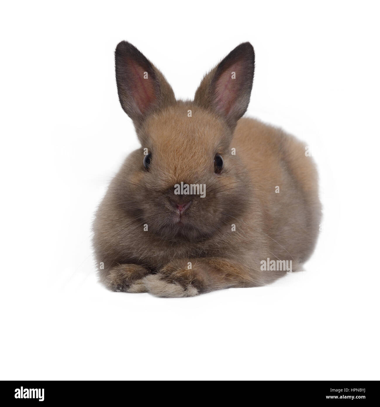 Brown Polish Rabbit