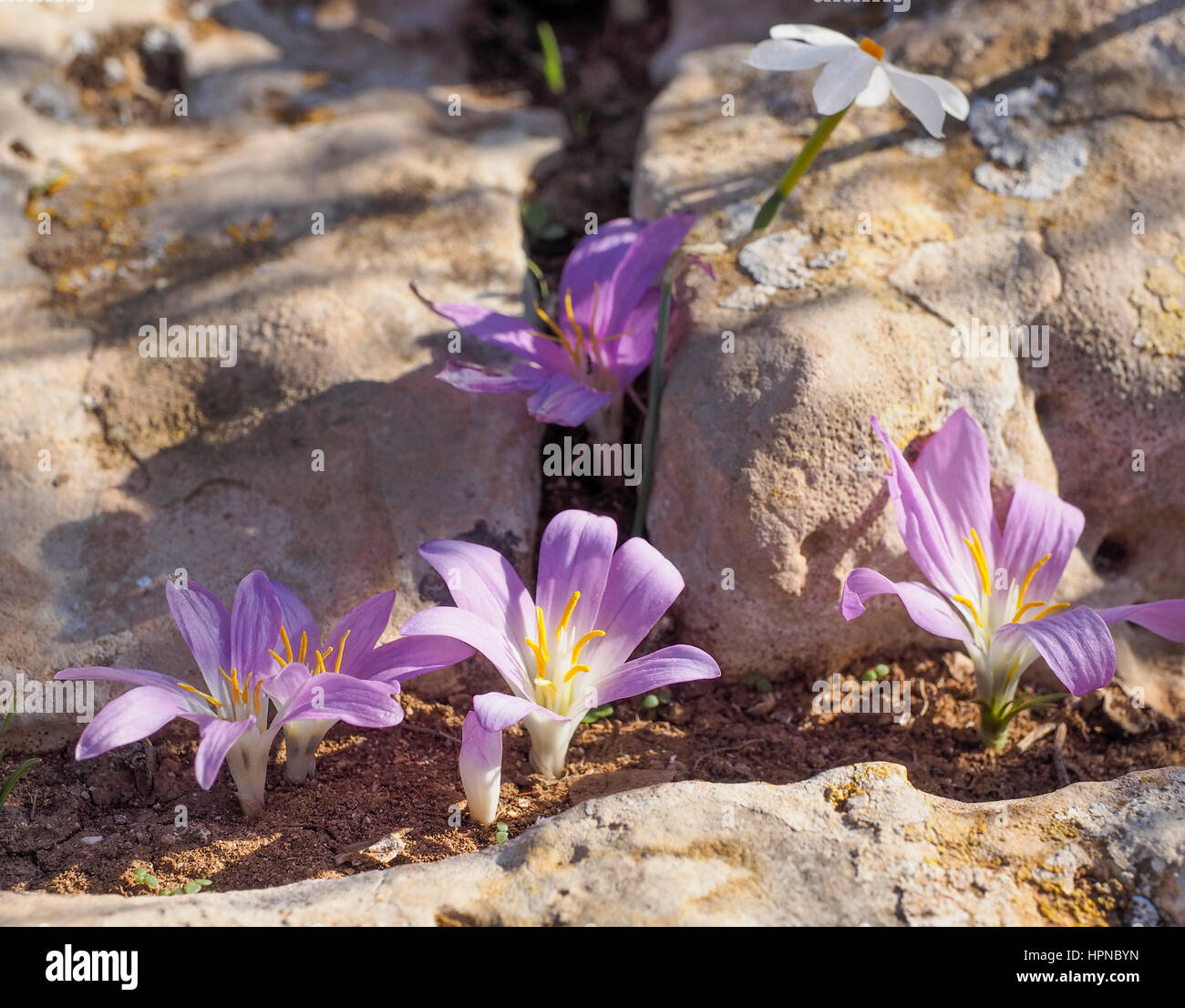 Wild flowers Flora and fauna on El Pilar de la La Savina Fomentera Spain Balearic island Stock Photo