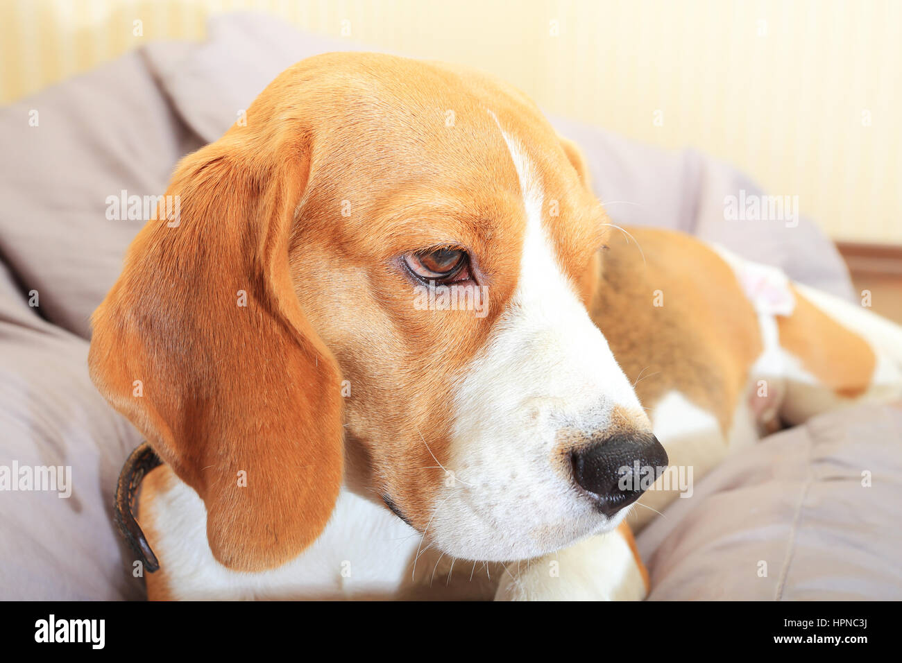 Sad unhappy beagle dog alone at home Stock Photo Alamy