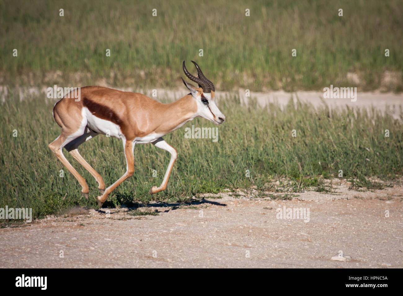 A lone Springbuck ram (Antidorcas marsupialis) running across the road with great speed. Stock Photo