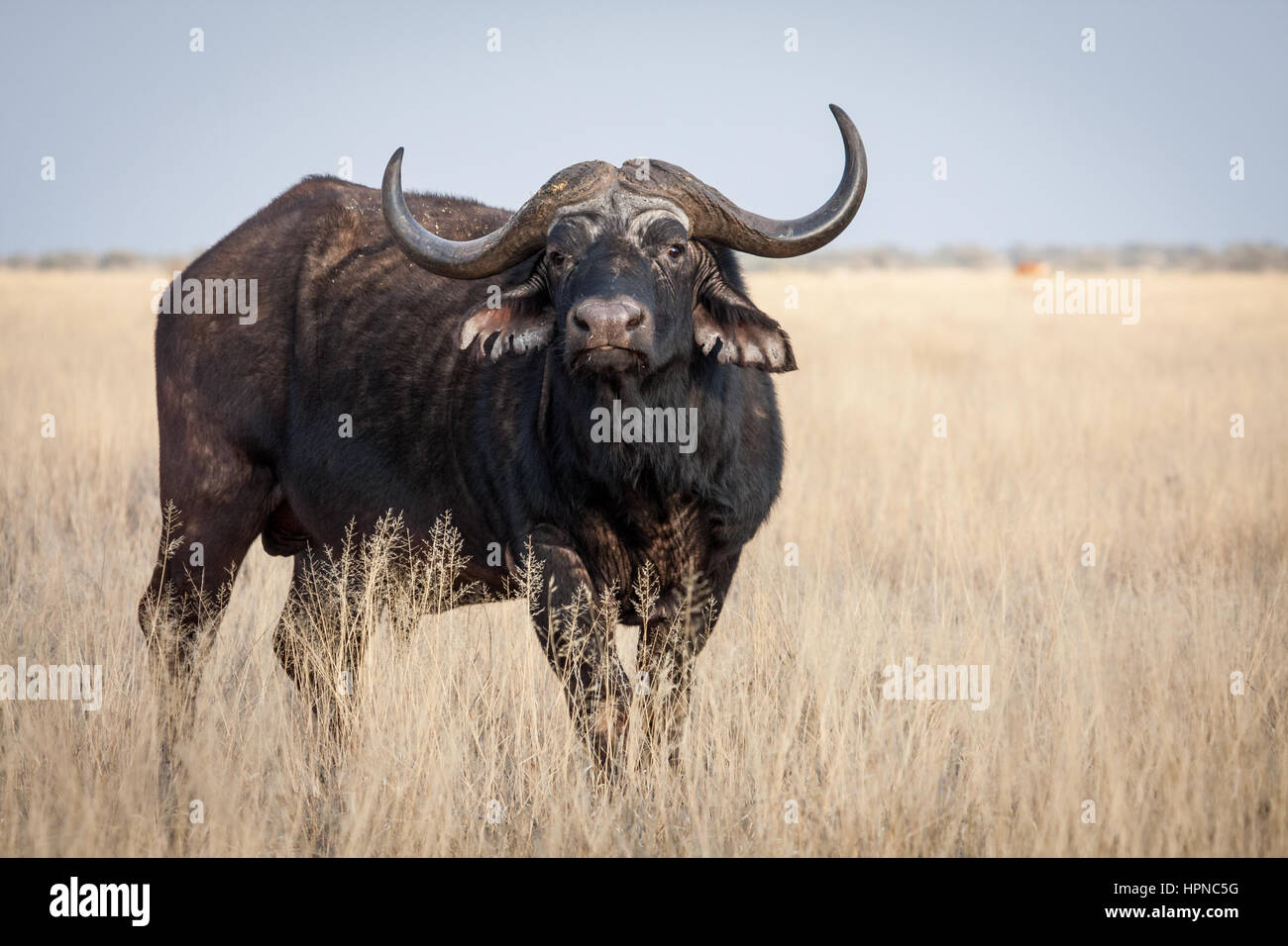A Big old Cape Buffalo Dagga Bull ( Syncerus caffer) on a open grass ...