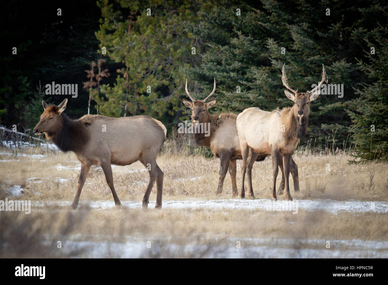 Young bull elk (Cervus canadensis) checking out a nearby female in Bannf National park. Stock Photo
