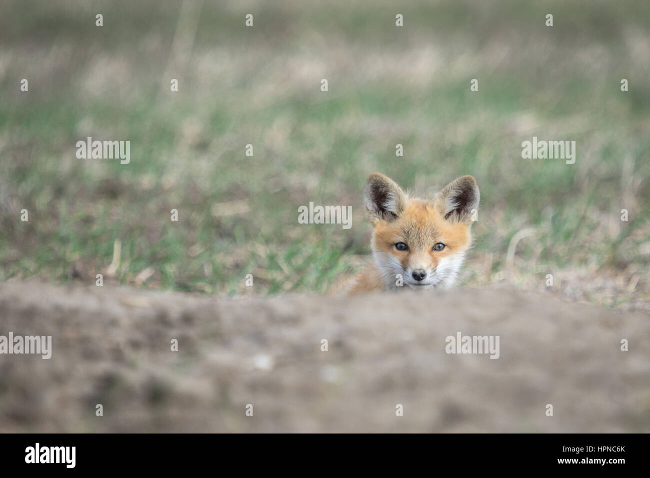 Adorable fox pup (vulpes vulpes)  popping out of its den. Stock Photo