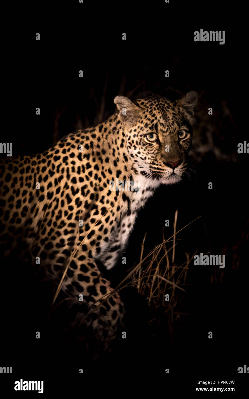 Female leopard ( Panthera pardus) scouting for prey in the dark Stock Photo