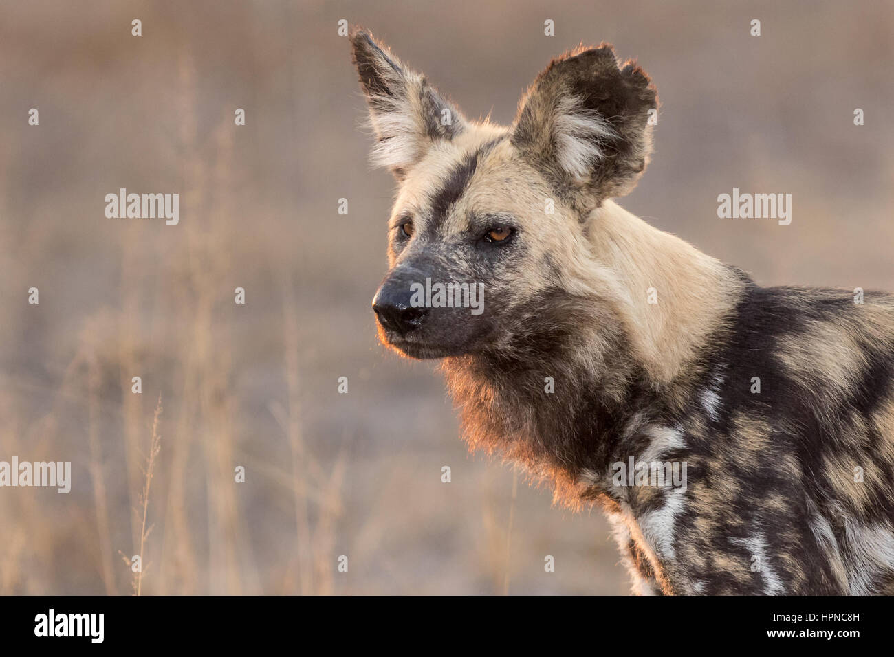 A African Wild dog  (Lycaon pictus)in beautiful morning light. Stock Photo