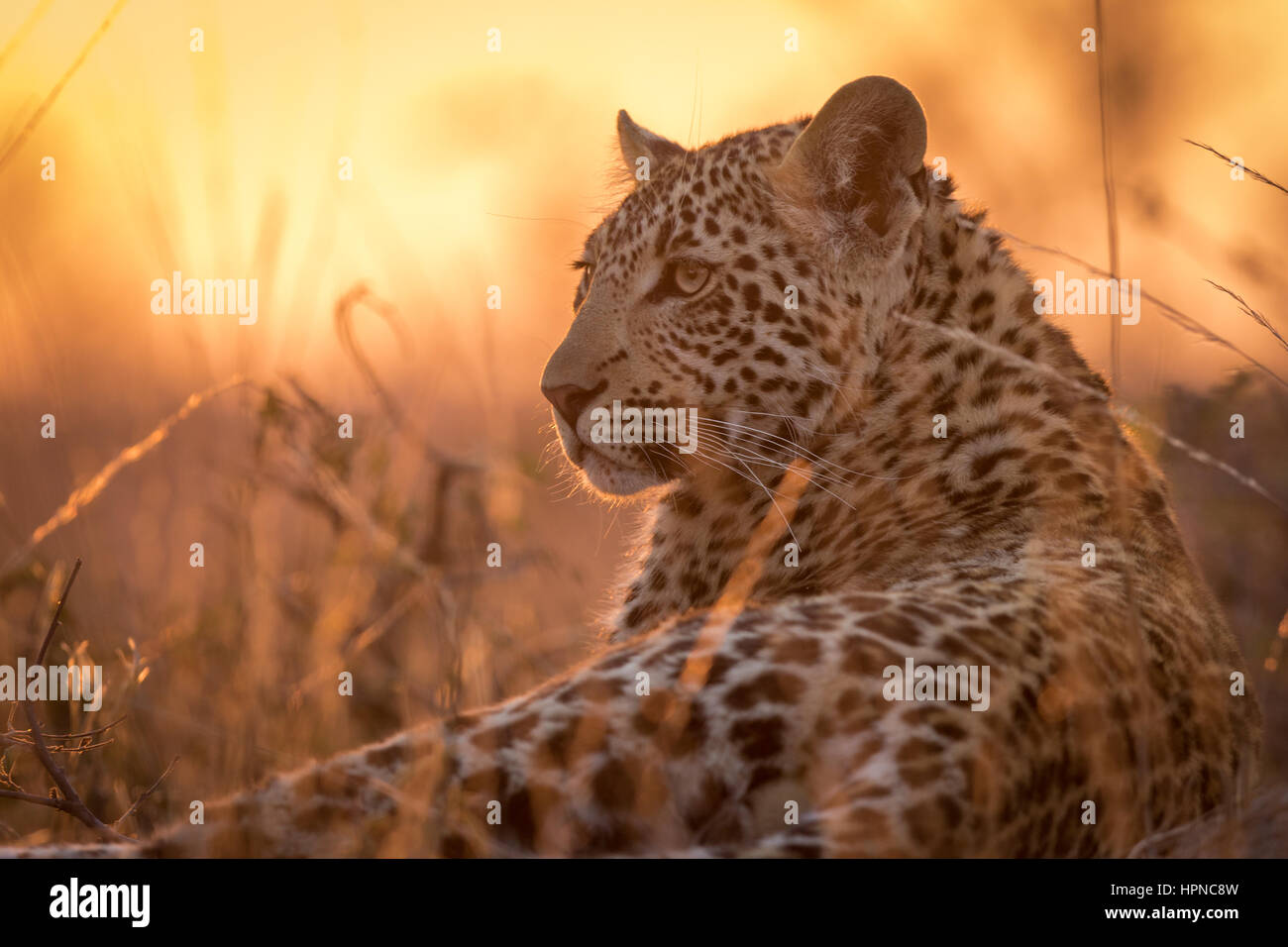 A young leopard (Panthera pardus) resting on a termite mound while the sun is setting behind it Stock Photo