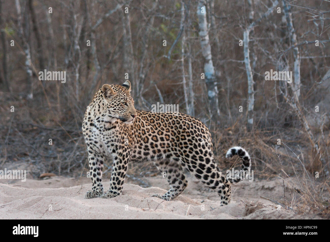 Young male leopard ( Panthera Pardus) looking over his shoulder. Stock Photo