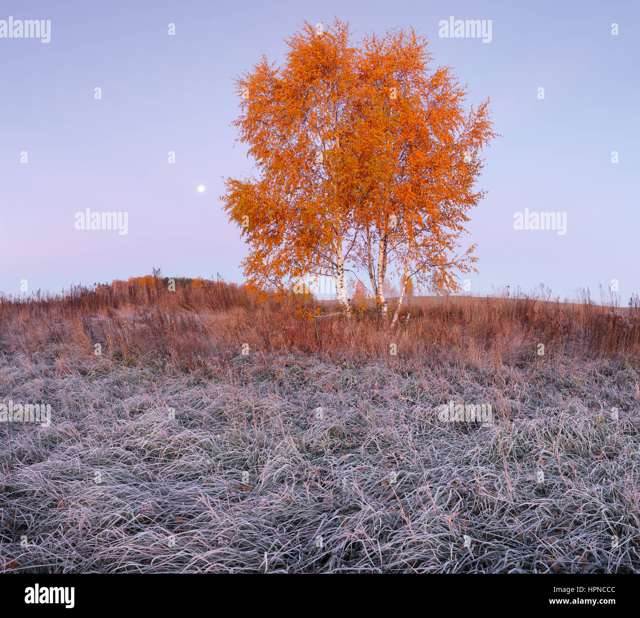 Birch tree with color leaves in the morning. Frosty autumn morning. Colorful autumn background. Stock Photo