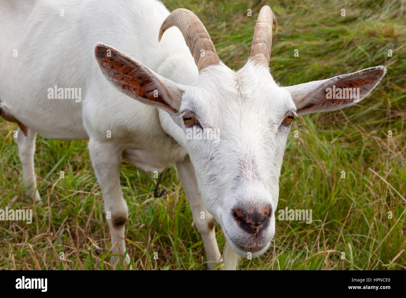 Saanen goats: photos, description and characteristics of the breed 55 Saanen goats: photos, description and characteristics of the breed 15
