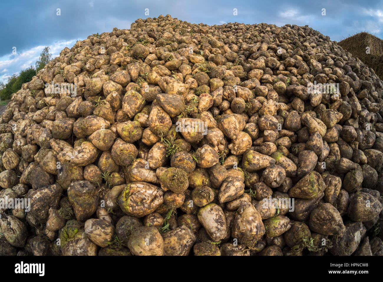 Sugar beet uk hires stock photography and images Alamy