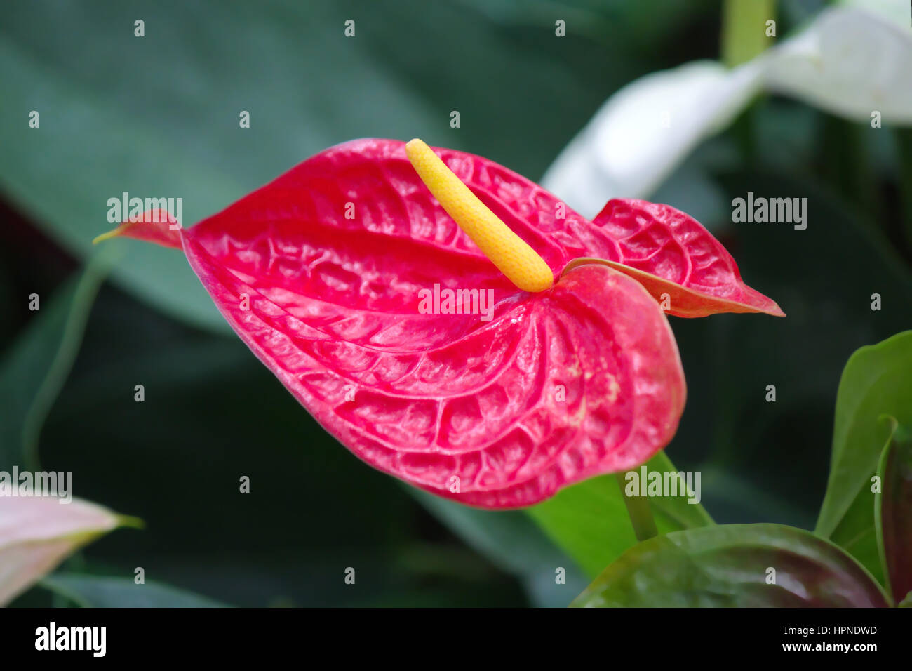 Anthurium or Spadix flower in the Garden Stock Photo