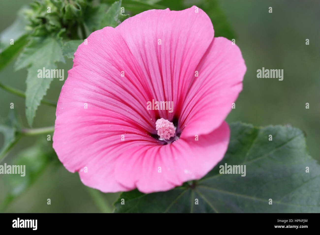 Pink hollyhock. Pink malva. Lavatera trimestris. Malvaceae Family. Stock Photo