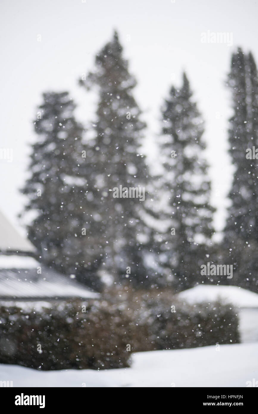 Snow fall with snow in focus and trees in background blurred Stock Photo