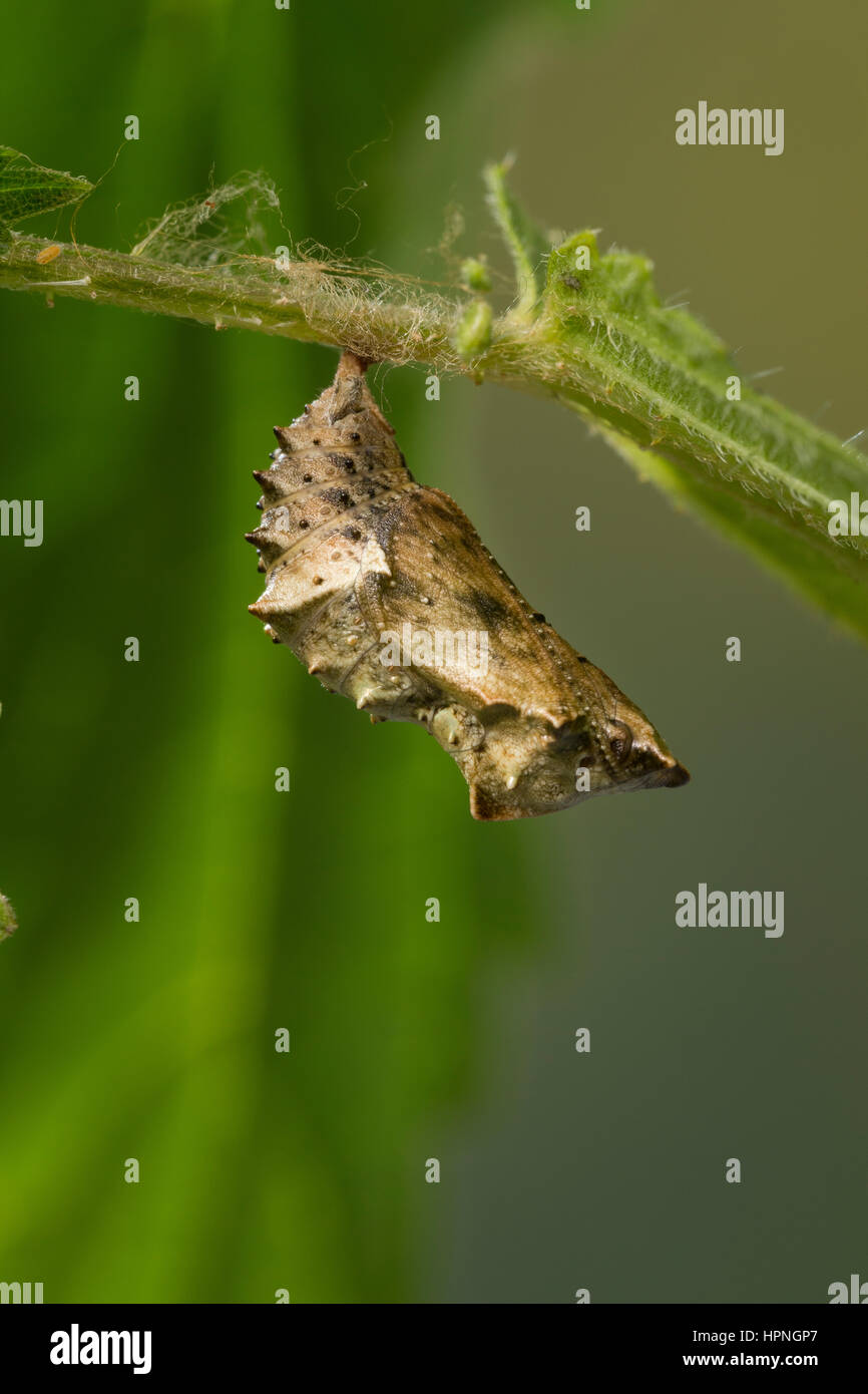 Landkärtchen, Landkärtchenfalter, Landkärtchen-Falter, Puppe, Puppen, Araschnia levana, map butterfly, pupa, pupae, Le Carte géographique Stock Photo