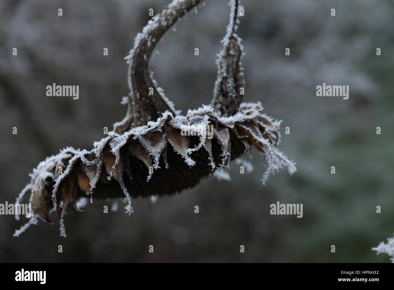 Eis Blume High Resolution Stock Photography And Images Alamy