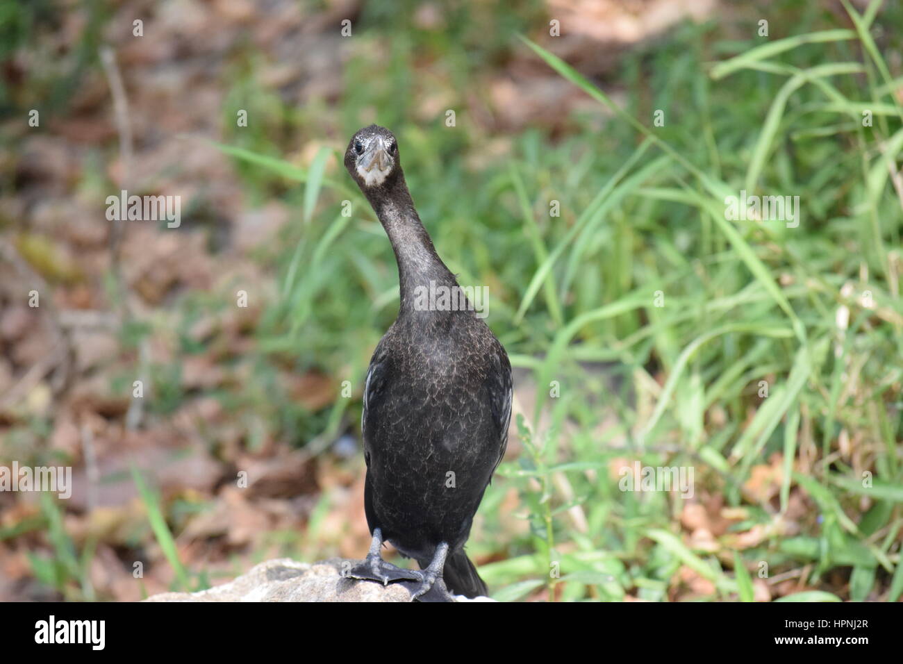 Alamy Photos Hi Res Stock Photography And Images Alamy Alamy Photos Hi Res Stock Photography And Images Alamy