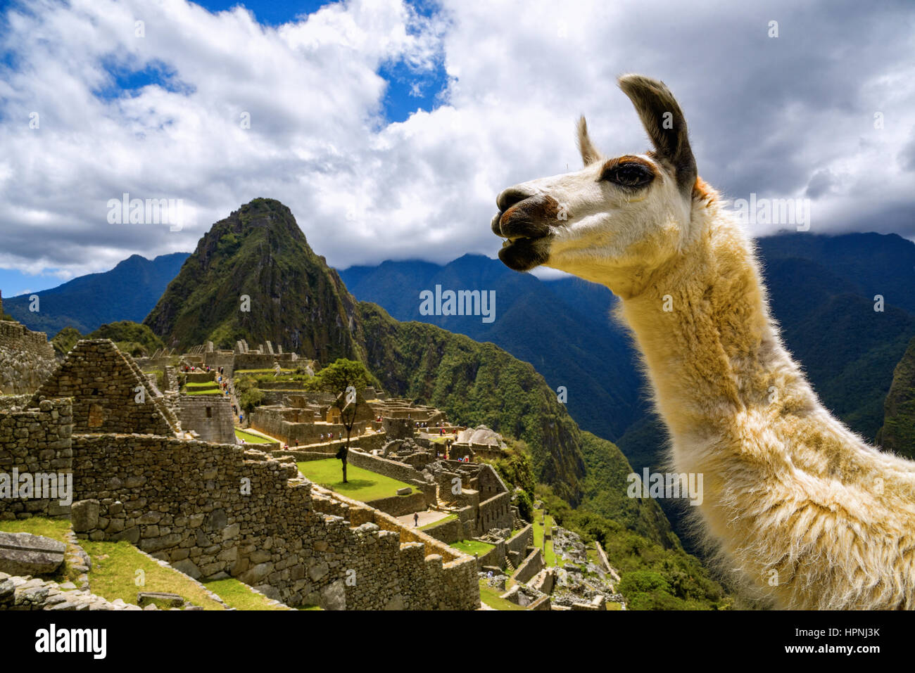 Llama in front of Machu Picchu near Cusco, Peru. Machu Picchu is a Peruvian Historical Sanctuary. Stock Photo