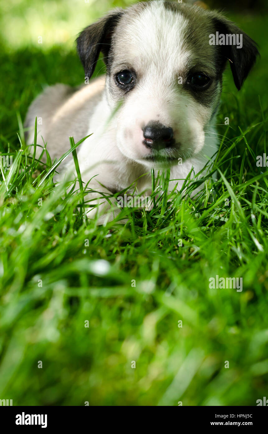 Adorable mixed breed puppy lying in the grass Stock Photo - Alamy