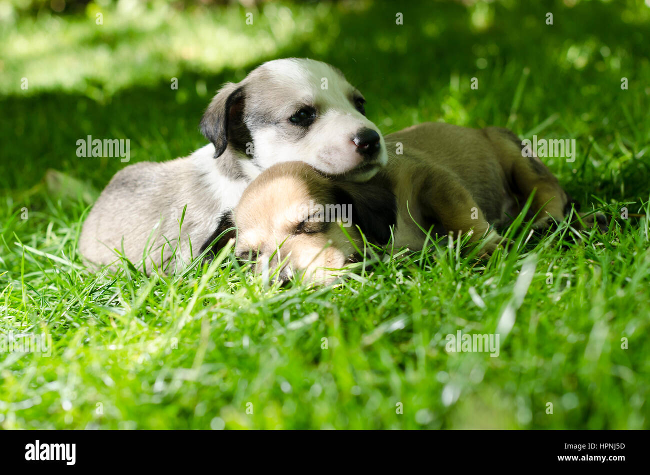Two adorable mixed breed puppies sleeping in the grass Stock Photo - Alamy
