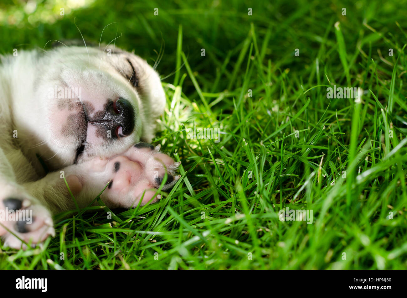 Adorable mixed breed puppy sleeping in the grass Stock Photo - Alamy