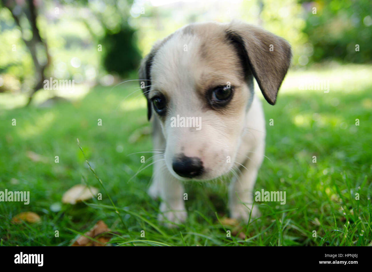 Adorable mixed breed puppy in the grass Stock Photo - Alamy