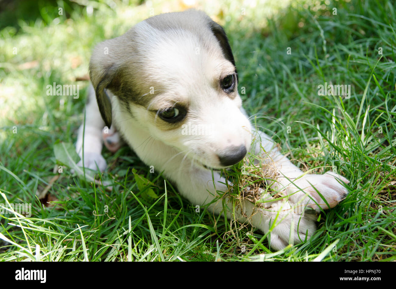 Adorable mixed breed puppy in the grass Stock Photo - Alamy