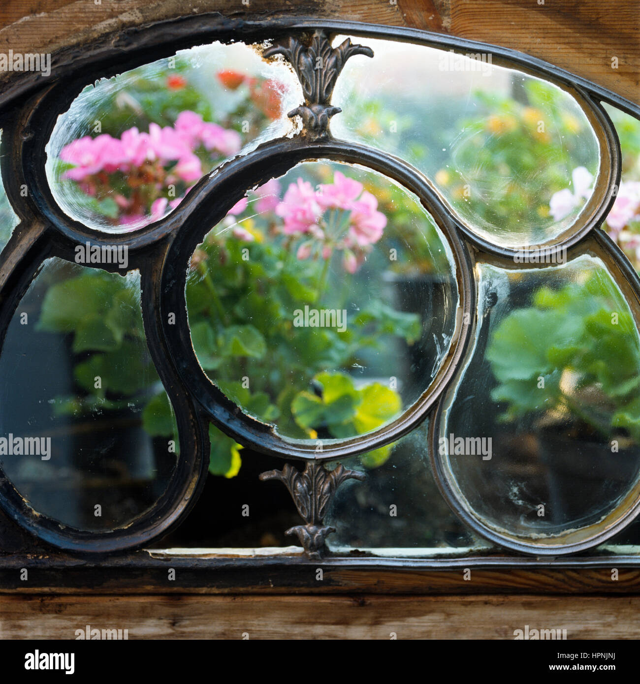 A window with flowers outside. Stock Photo