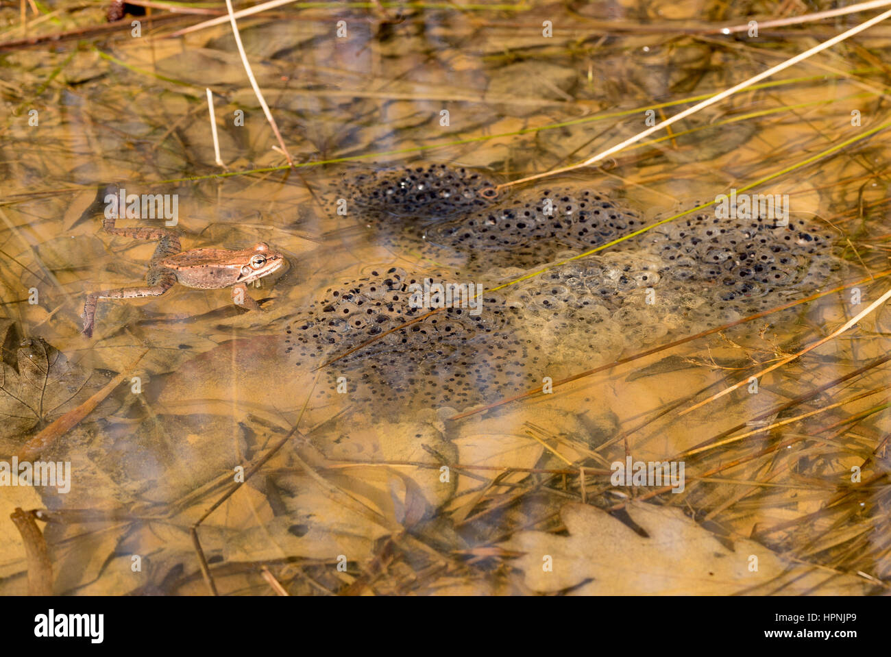 Single frog or toad floating in pond with clumps of eggs or frogspawn in the water in spring Stock Photo