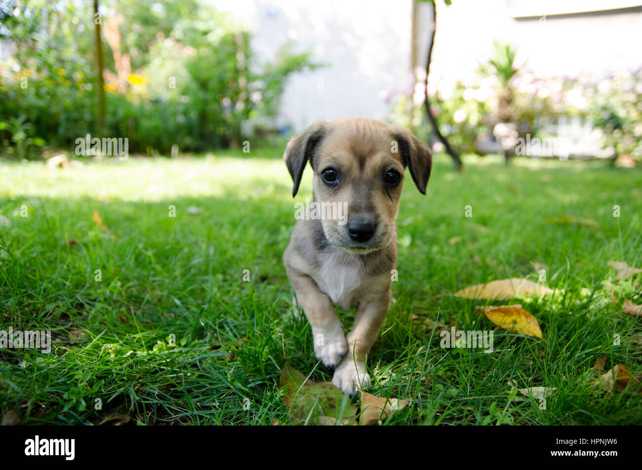 Adorable mixed breed puppy in the grass Stock Photo - Alamy