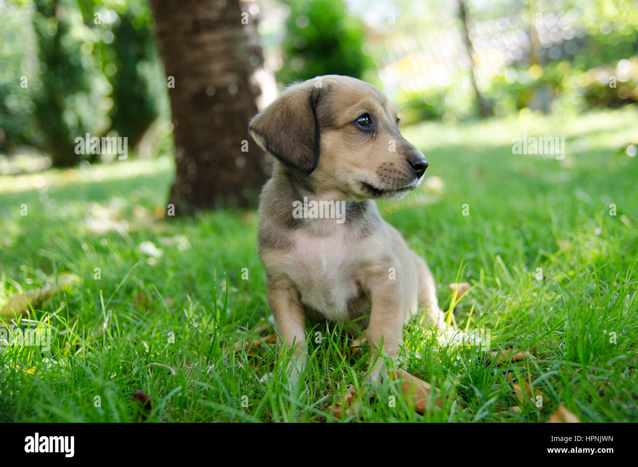 Adorable mixed breed puppy in the grass Stock Photo - Alamy