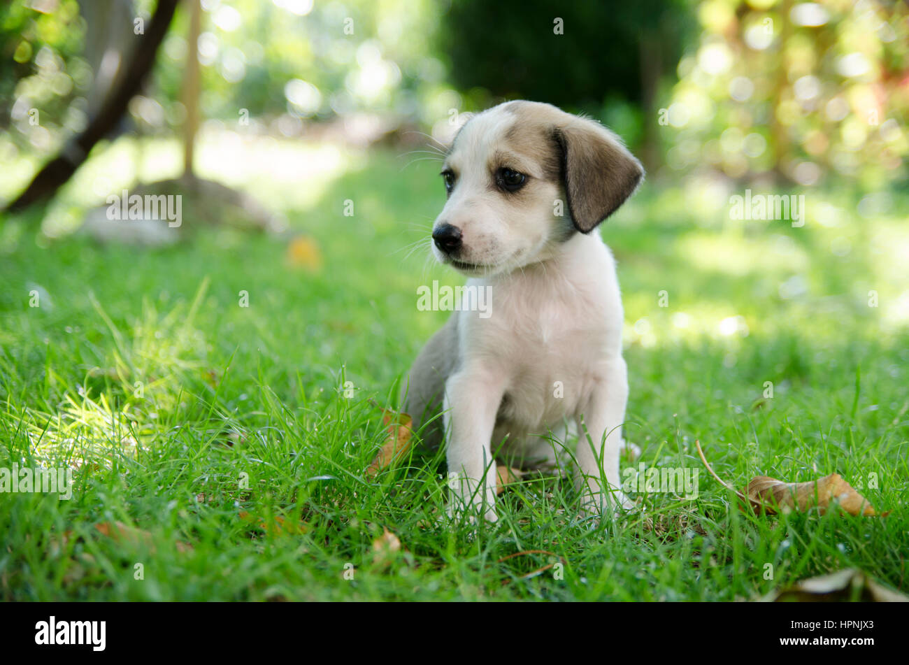 Adorable mixed breed puppy in the grass Stock Photo - Alamy