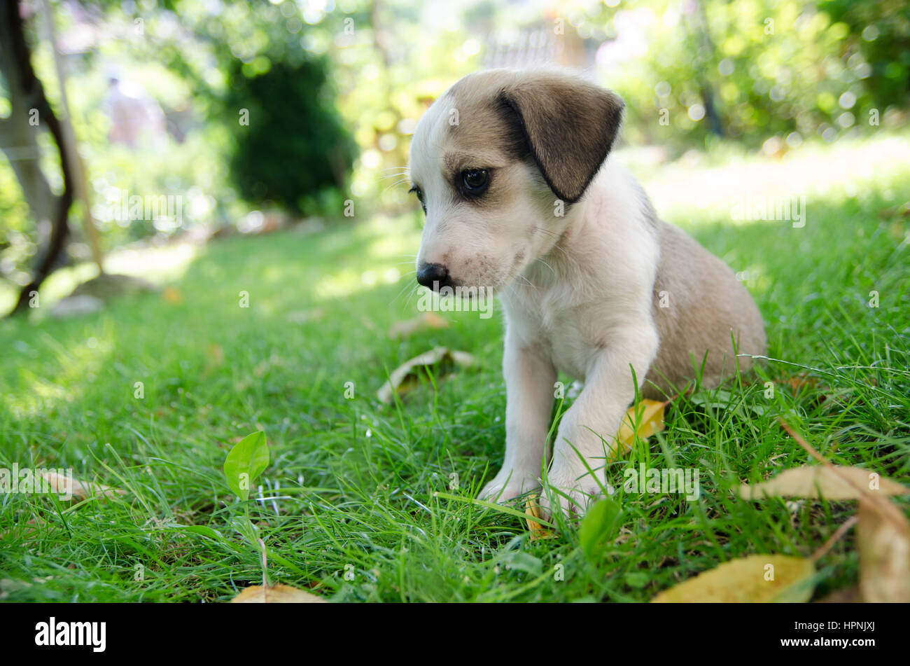 Adorable mixed breed puppy in the grass Stock Photo - Alamy