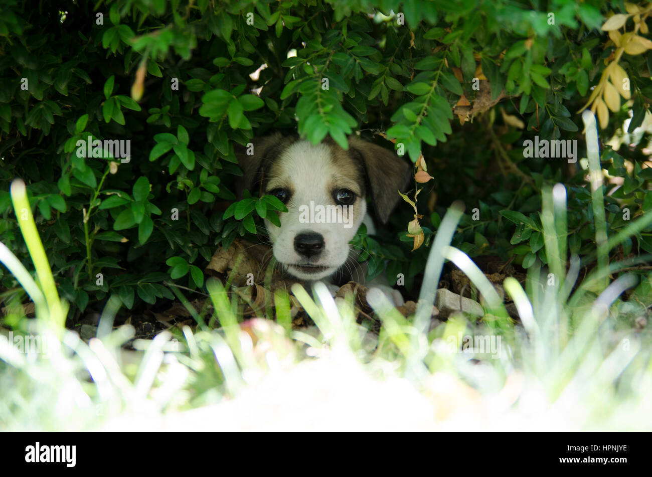 Adorable mixed breed puppy in the grass Stock Photo - Alamy
