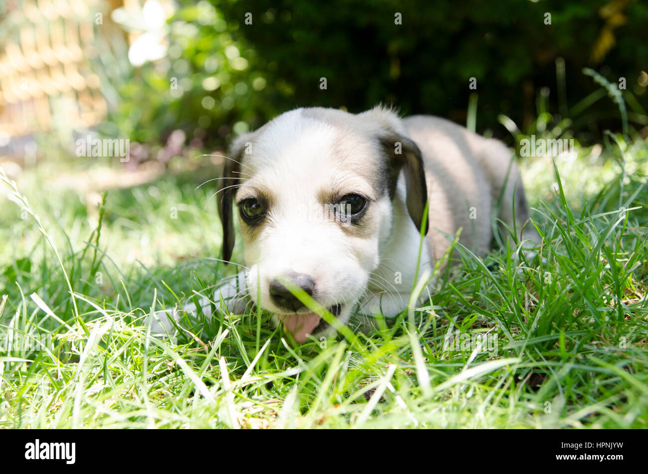 Adorable mixed breed puppy in the grass Stock Photo - Alamy