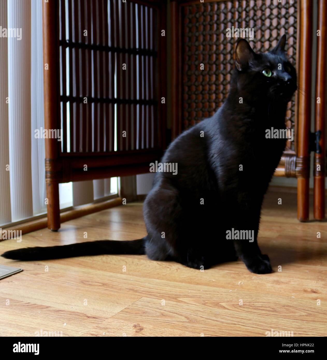 Indoor black cat sitting on floor Stock Photo - Alamy