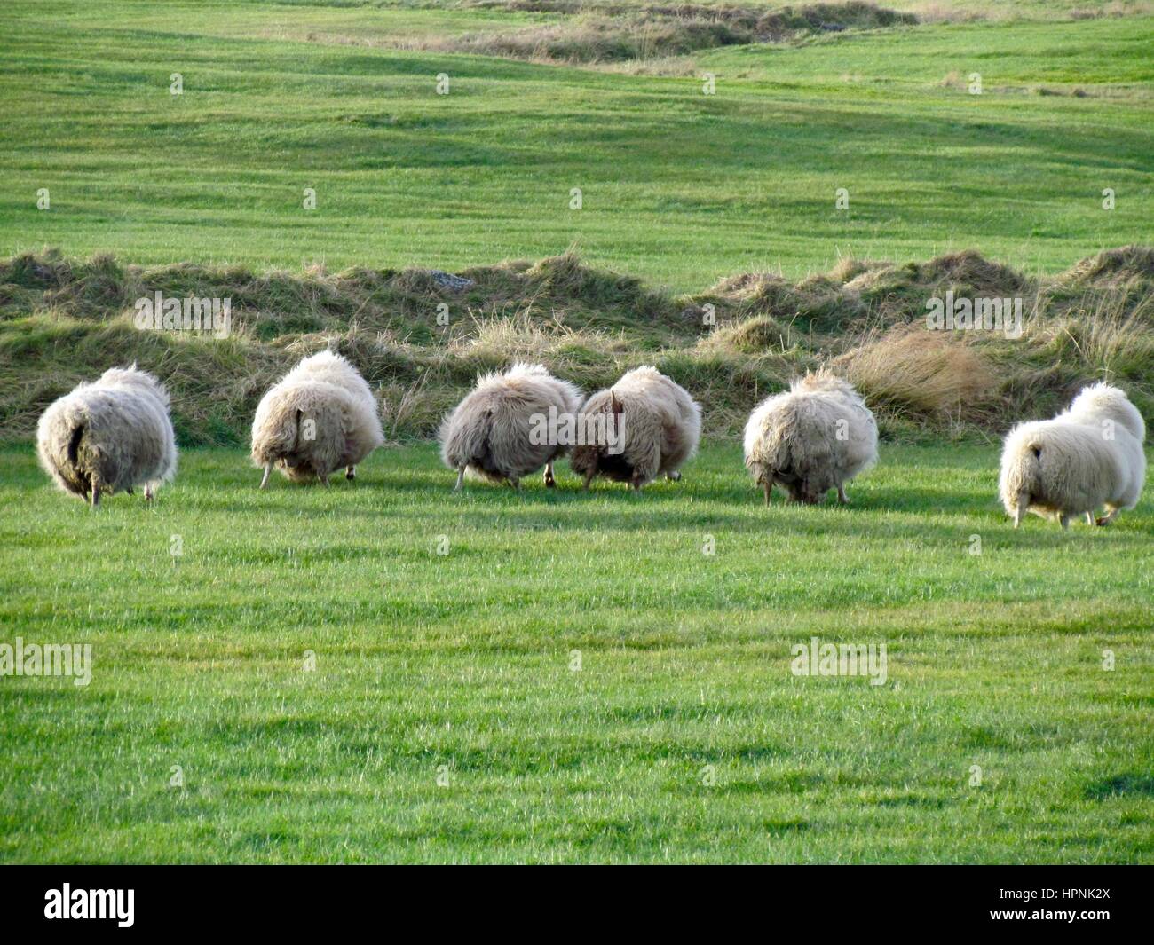 Sheep running toward farm in Iceland. Stock Photo