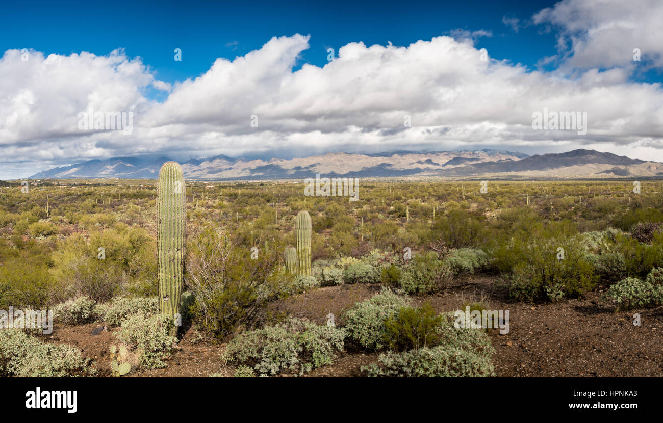 Saguaro cactus plant stands against storm clouds over Santa Catalina Mountains near Tucson Arizona Stock Photo