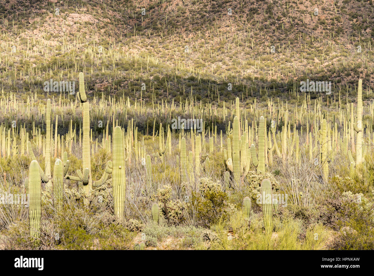 Thousands of saguaro cactus plants in National Park West near Tucson Arizona Stock Photo