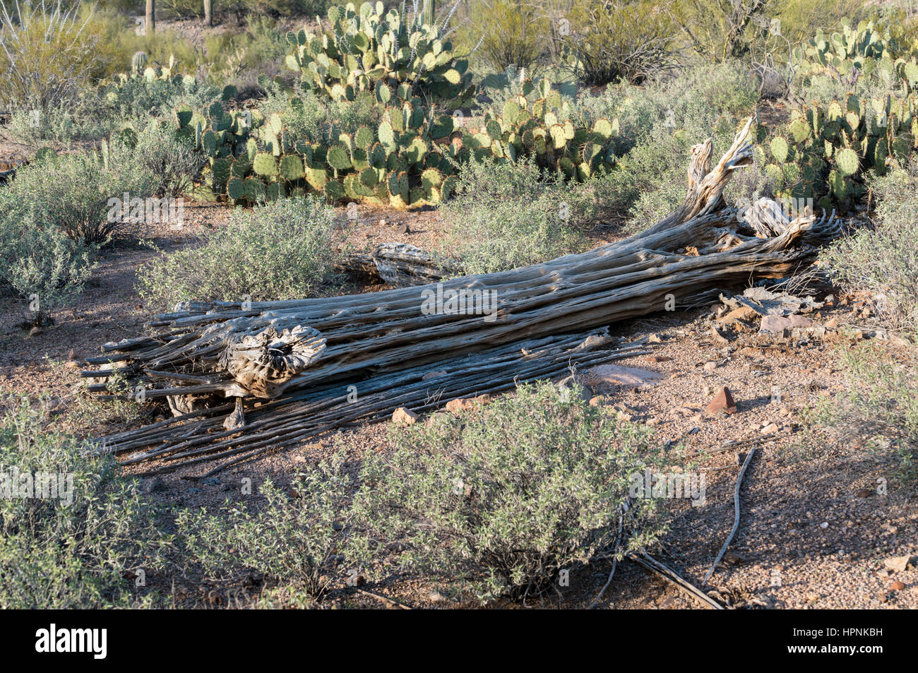 Skeleton or interior of dead saguaro cactus plant in National Park West near Tucson Arizona Stock Photo