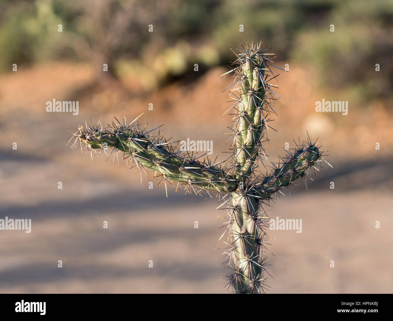 Macro image of the three arms of a cholla cactus isolated in desert showing sharp spiky branches Stock Photo
