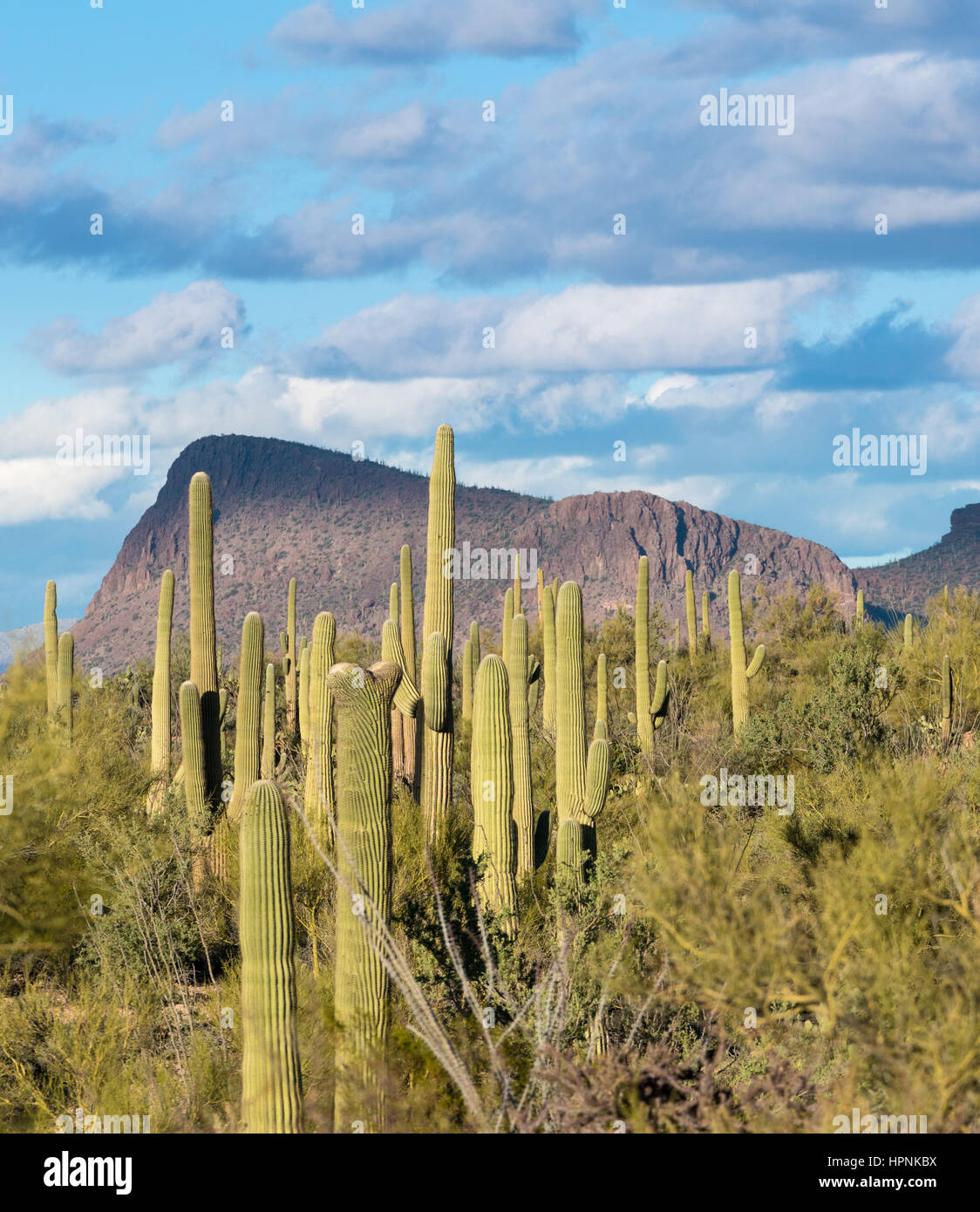Rare Crested saguaro cactus plant in National Park West near Tucson Arizona Stock Photo