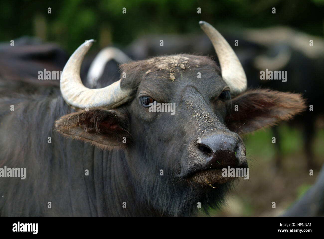 Water Buffalo Milk Uk Outlet UK