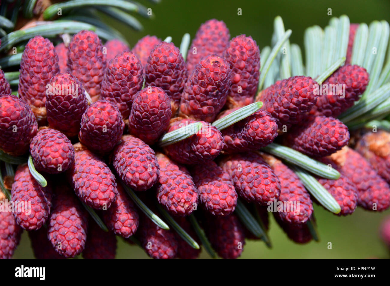 Red Male Pollen Cones on a Abies alba (Green Spiral) Pine Tree in a Garden near Laggan on the East Highland Way in the Scottish Highlands, Stock Photo