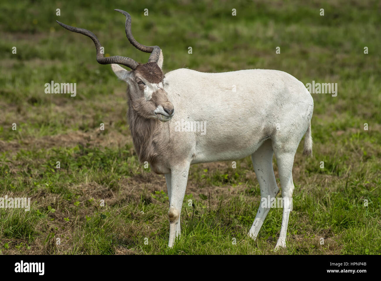 An alert Addax antelope standing and looking to right full length portrait Stock Photo