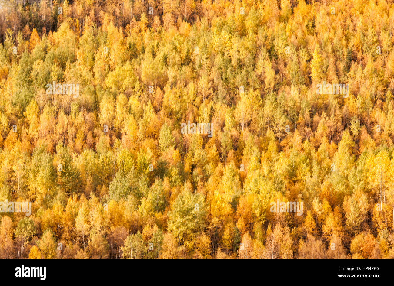 North America; Canada; Yukon Territory; Coastal Range Mountains; Aspens; Autumn colors. Stock Photo