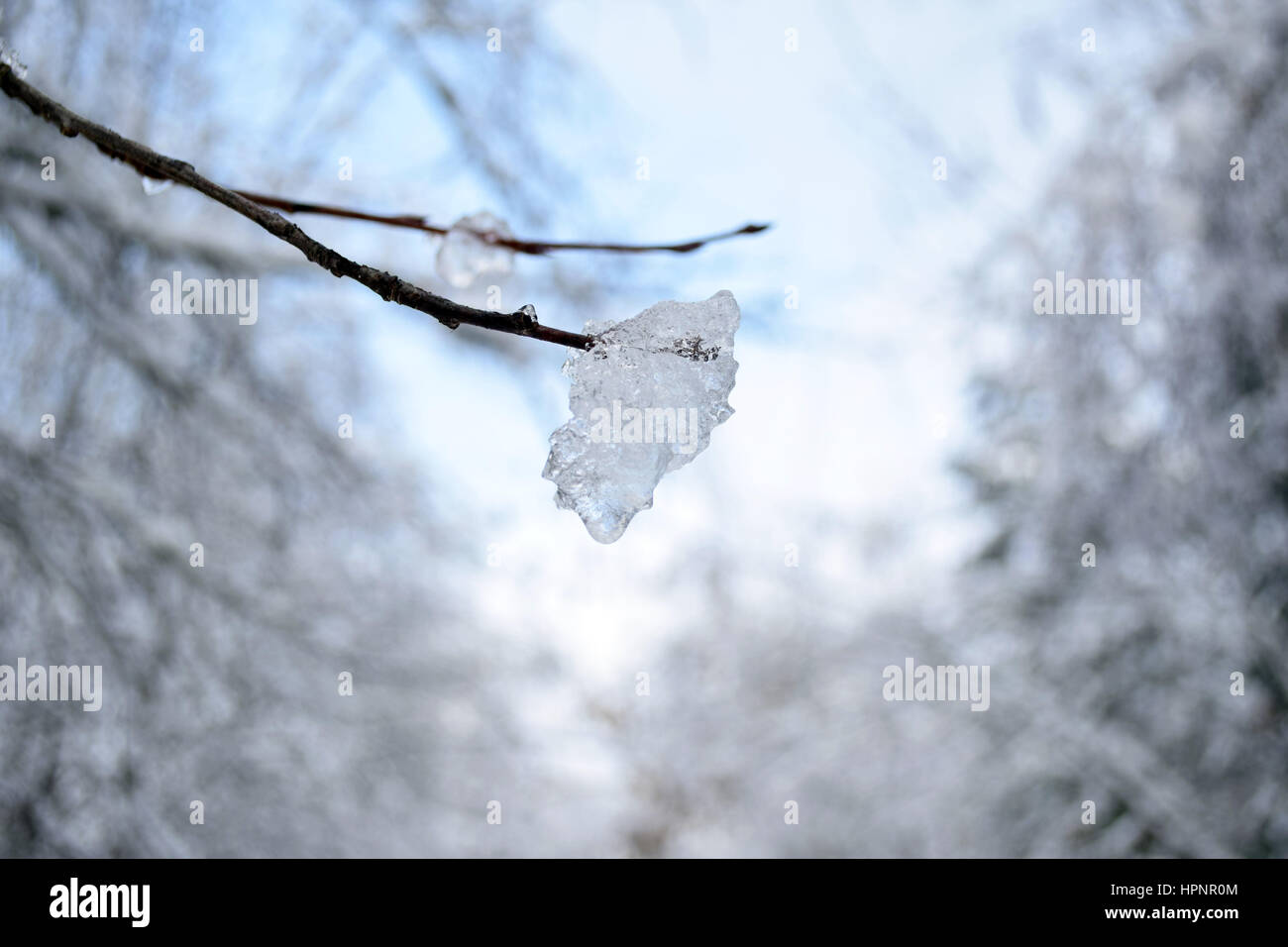 Iceball on a branch. Stock Photo