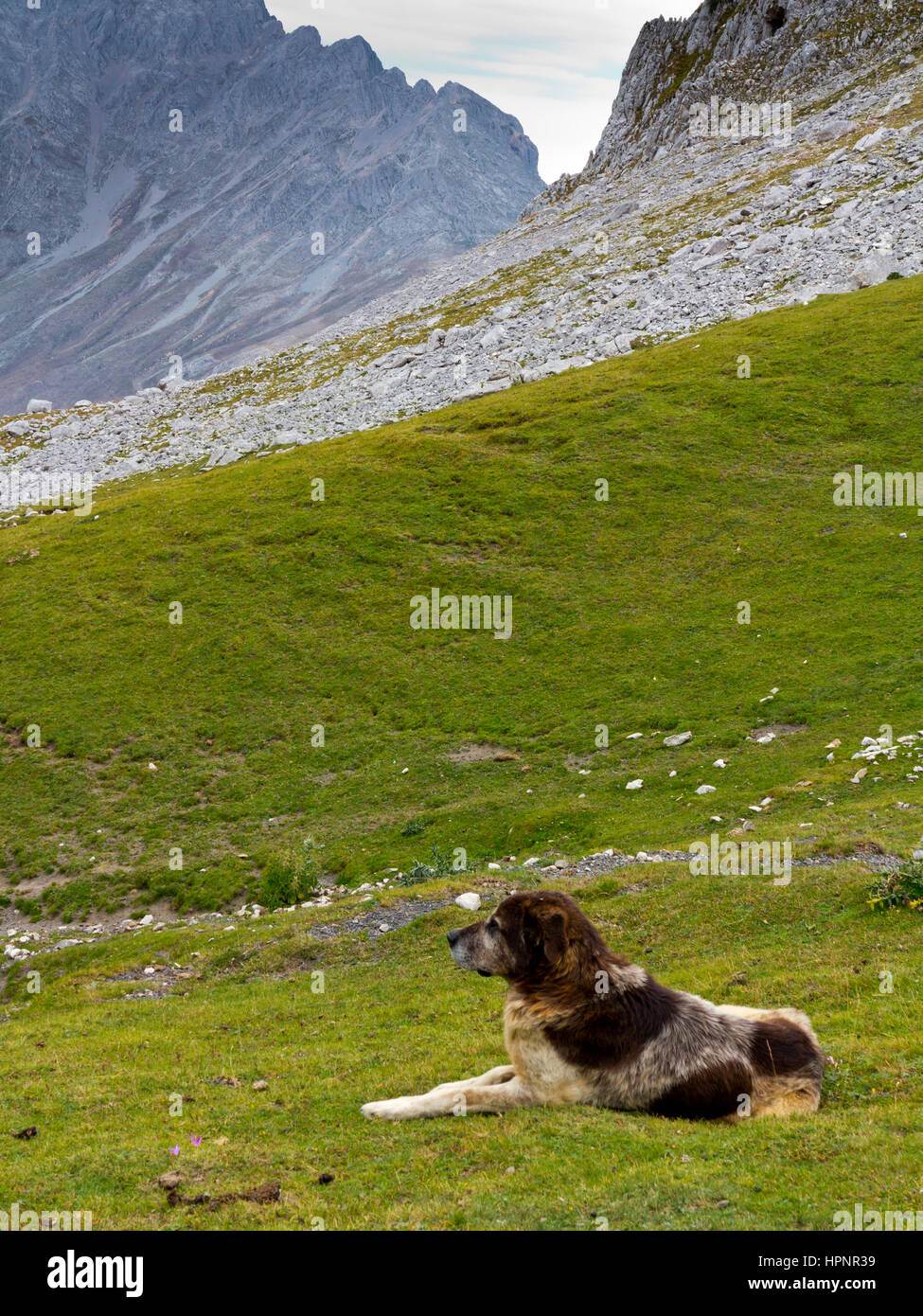 Dog used to protect livestock in the mountain landscape at Fuente De in