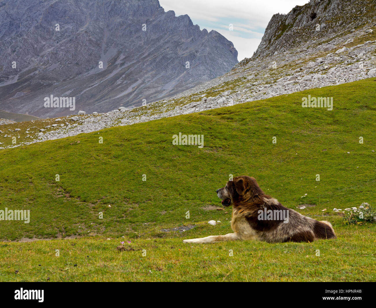 spanish-sheepdog-hi-res-stock-photography-and-images-alamy