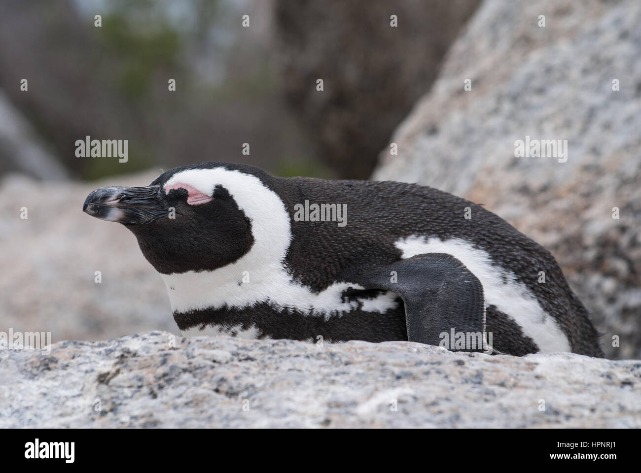 An African penguin sleeping on a rock on a beach at Boulders Beach, South Africa Stock Photo