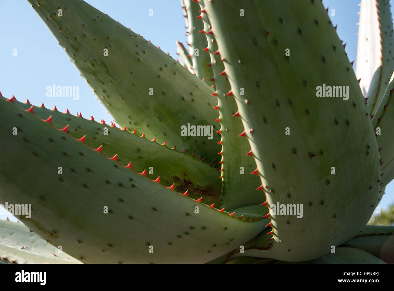 Close Up Of The Spikes On An Aloe Vera Plant In South Africa Stock